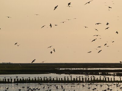 Sunset north sea watts
