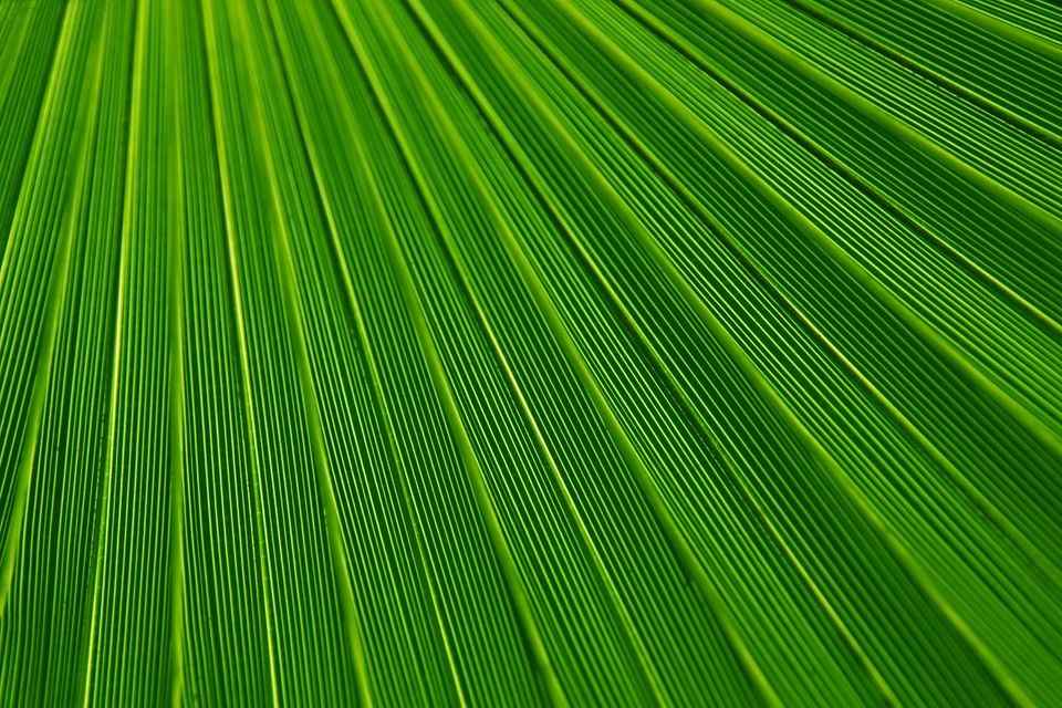 Background backgrounds botany