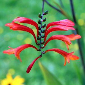 Plant flora botany