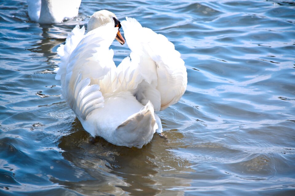 Elegant feather water
