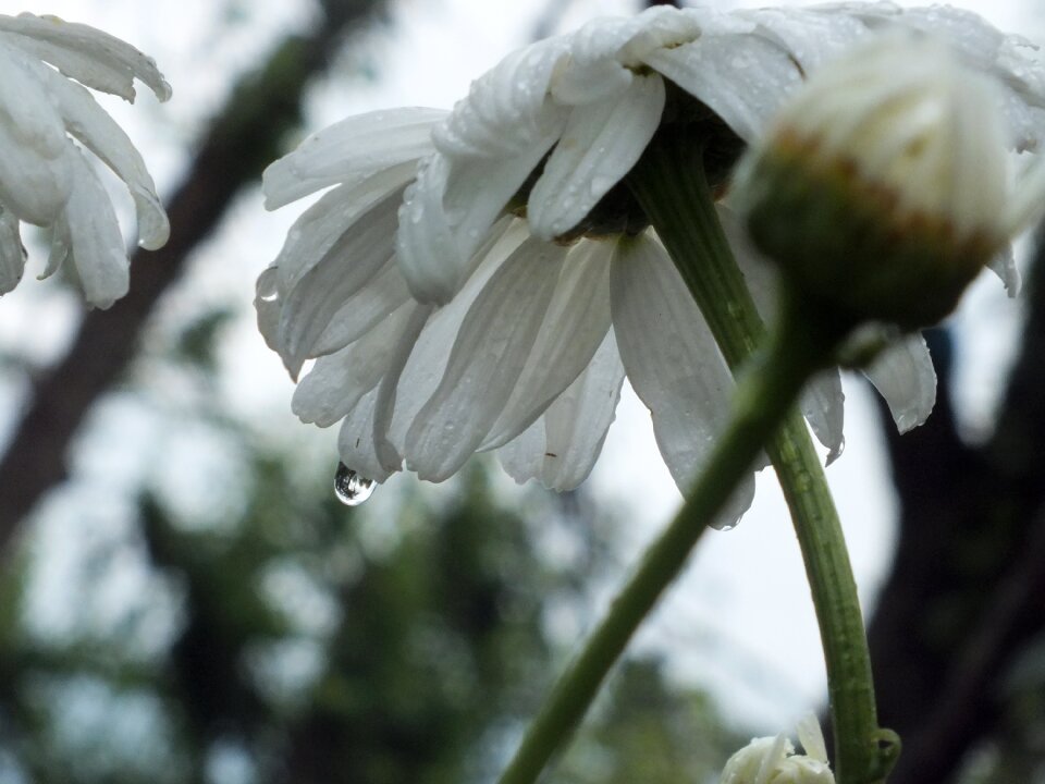 Petal white flowers nature