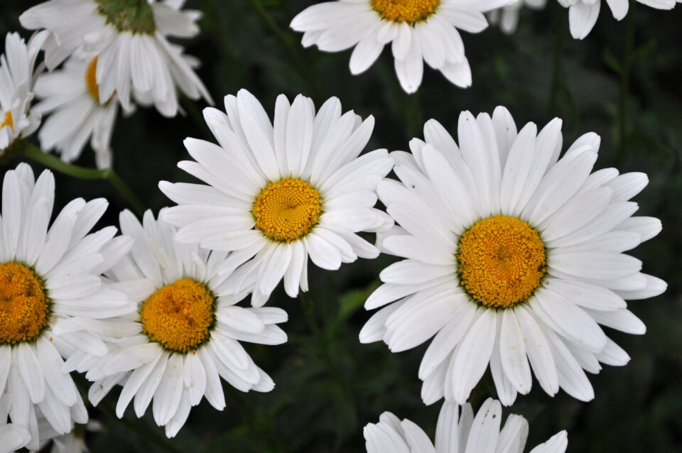 Floral white bloom