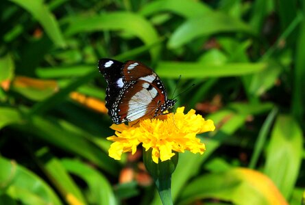 Lepidoptera brown markings