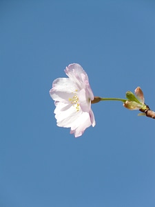 Close up large flowers