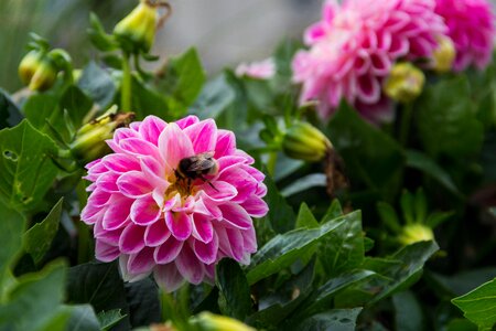 Garden perk bumblebee