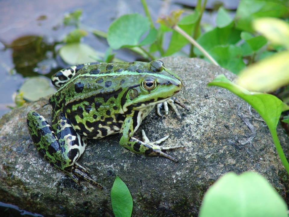 Animals amphibian toad