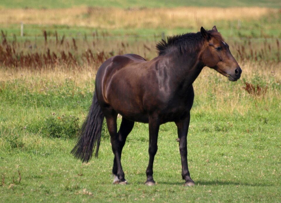 Animal grass pasture