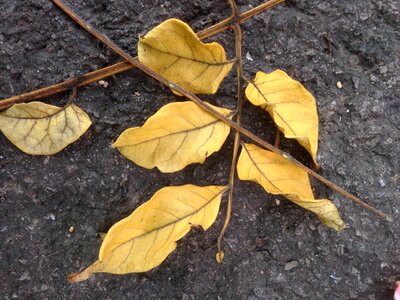The leaves dead leaves branch