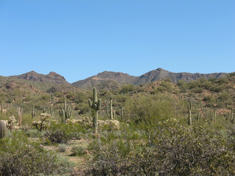 Landscape dry saguaro