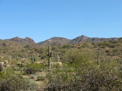 Landscape dry saguaro photo