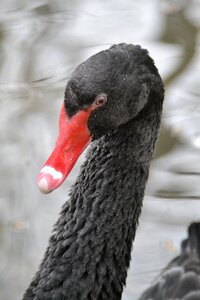 Black swan schwimmvogel bill