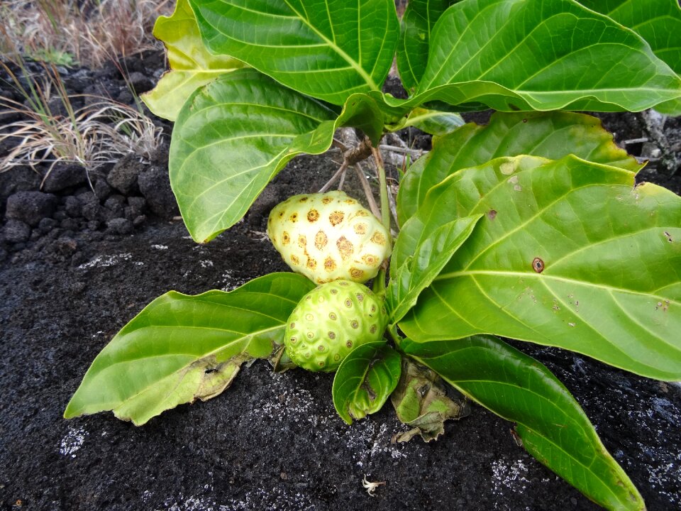 Earth lava fruitful