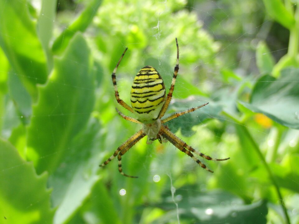Wasp spider garden nature