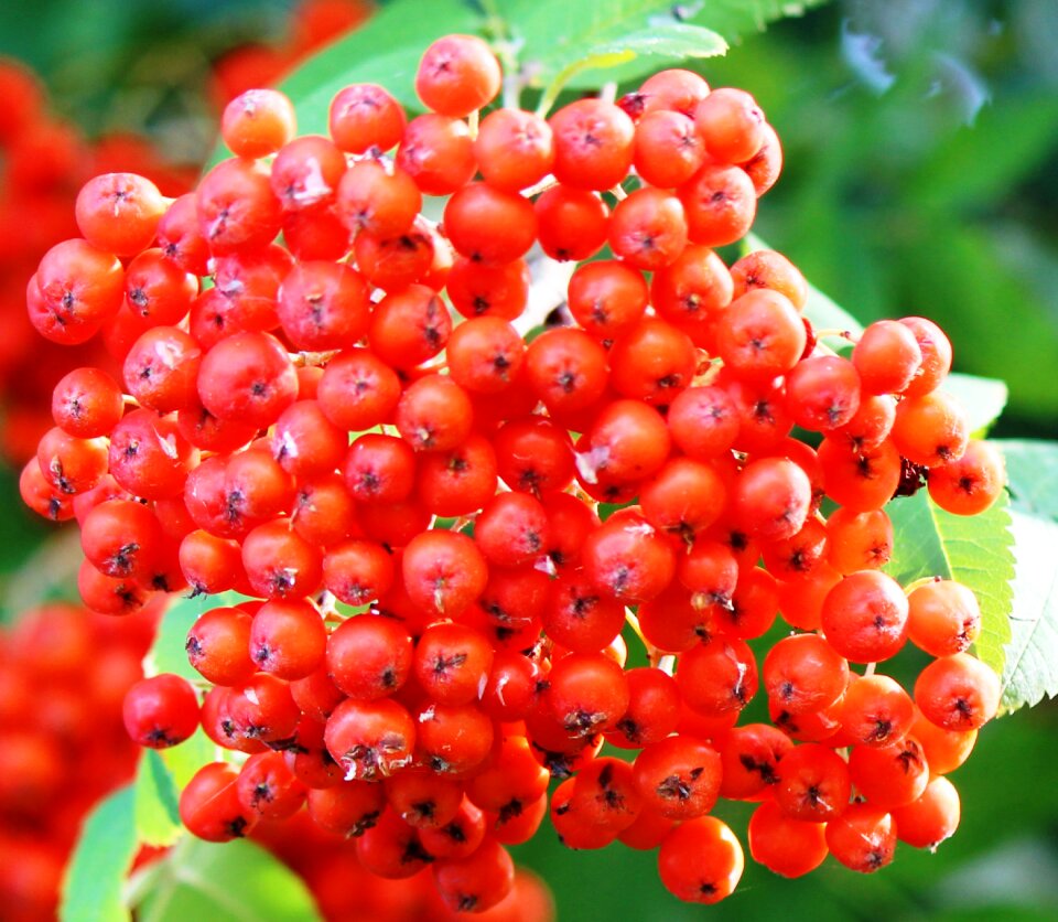 Rowanberries red beautiful