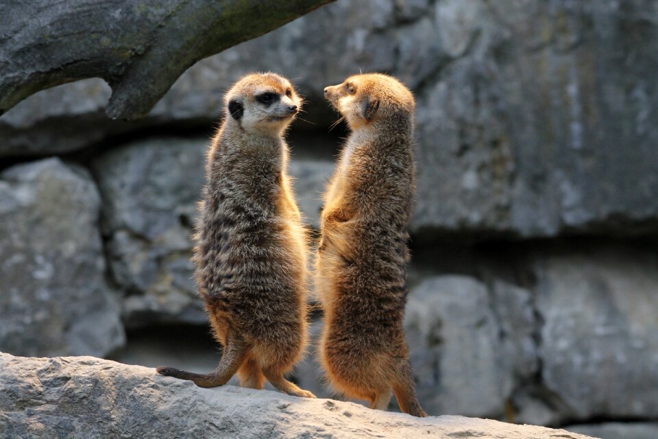 Nature animals mammal
