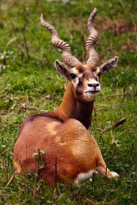 Buck herbivore horn photo