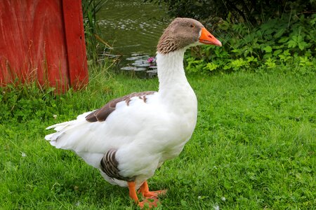Goose bird spring