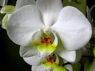 Flower blooming orchid