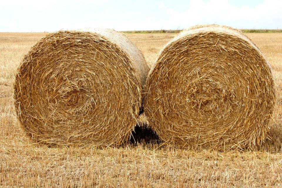 Harvest halmbal feed