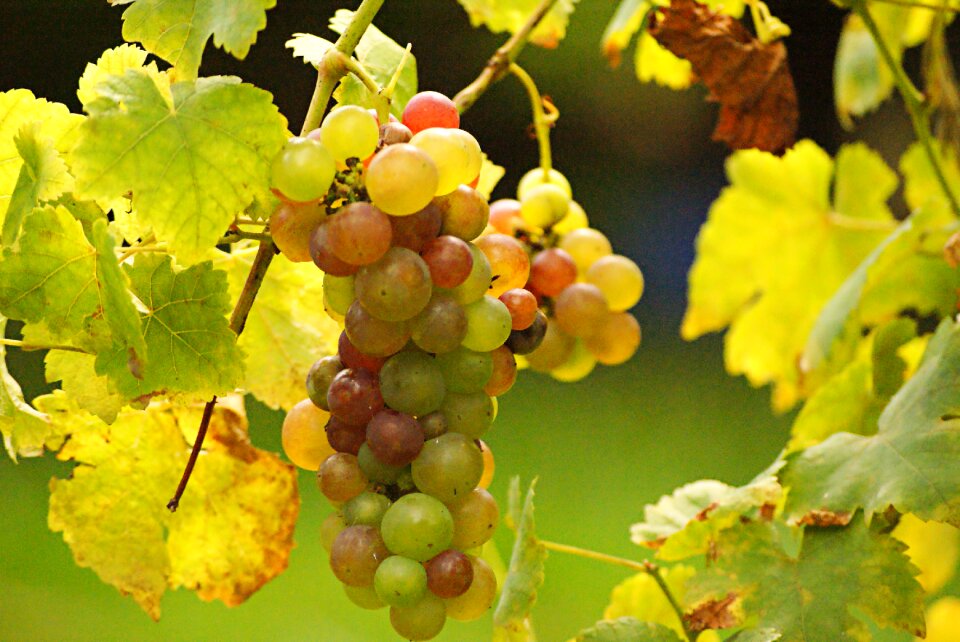 Vineyard wine france
