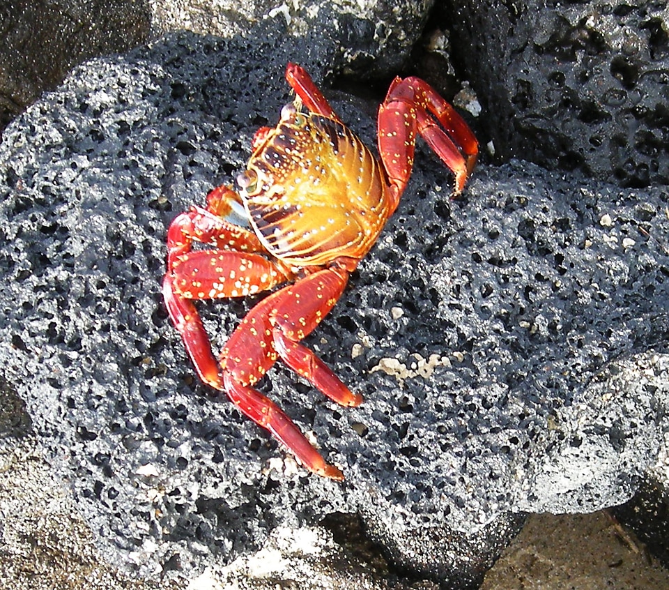Rocks island galapagos