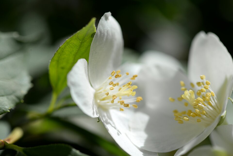 Bloom plant spring