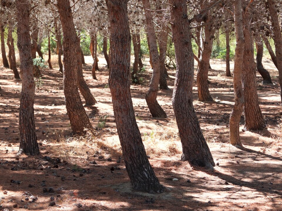Conifer nature pine forest