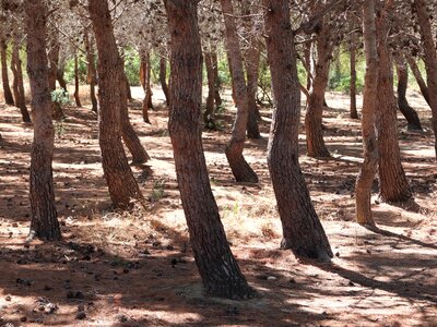 Conifer nature pine forest photo