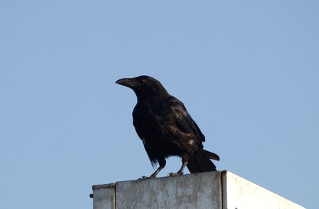 Black nature raven bird photo