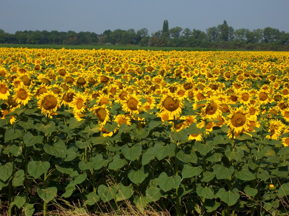 Yellow landscape plant