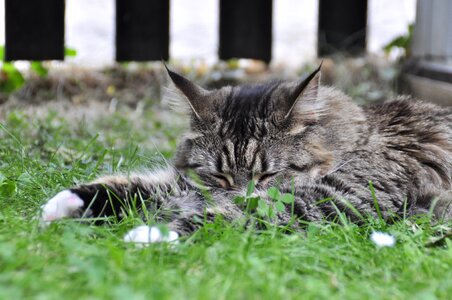 Sleeping cat mackerel photo