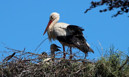Mountain husen stork village ciconia ciconia