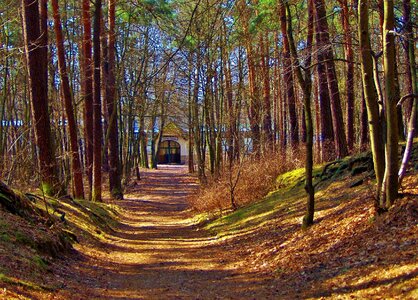 Trees shadow forest station