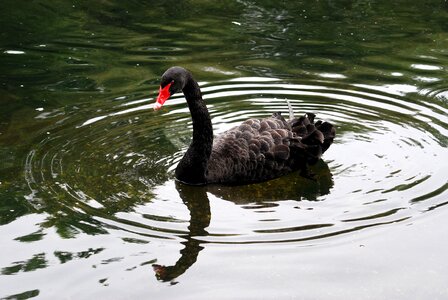 Australia waterfowl swan