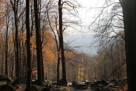 Tree autumn mood