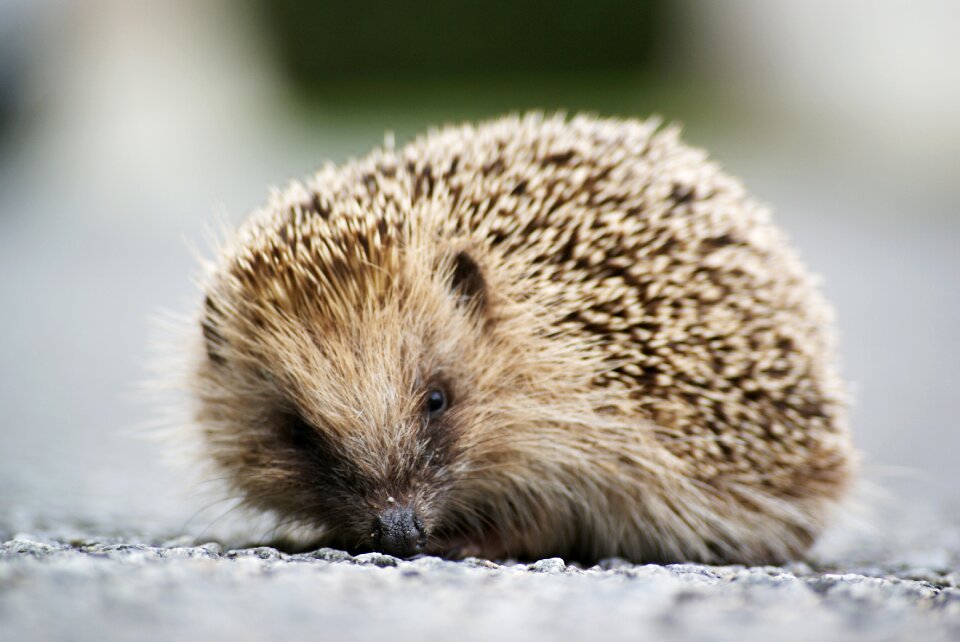 Hedgehog animal wild