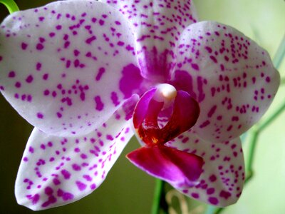 Orchid closeup pink photo