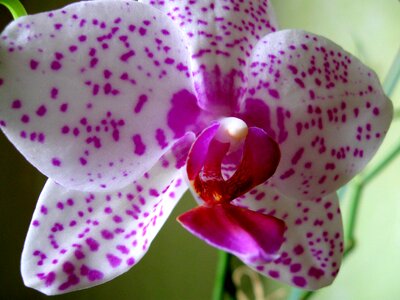 Orchid closeup pink