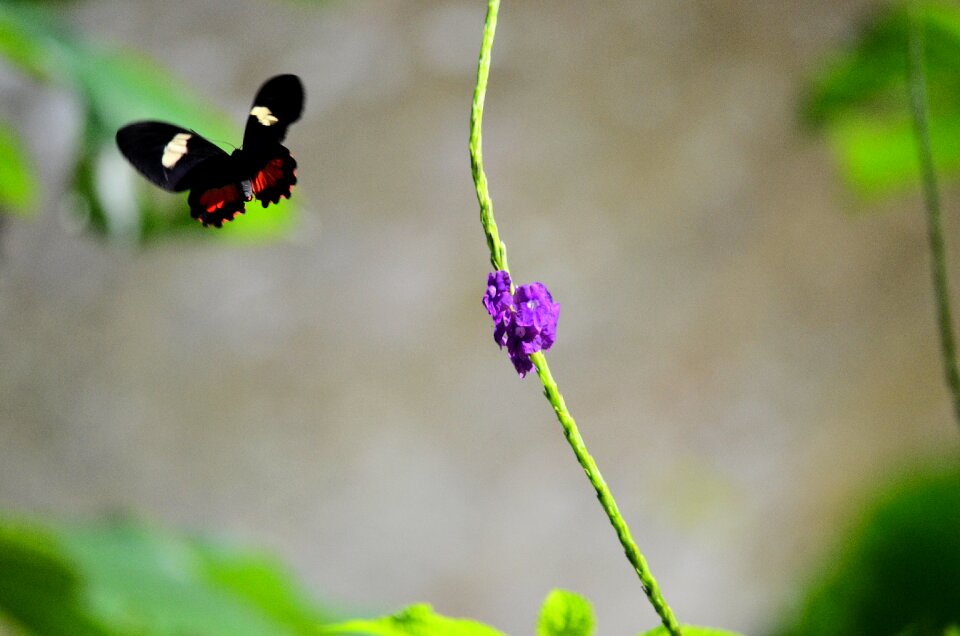 Beauty green beautiful