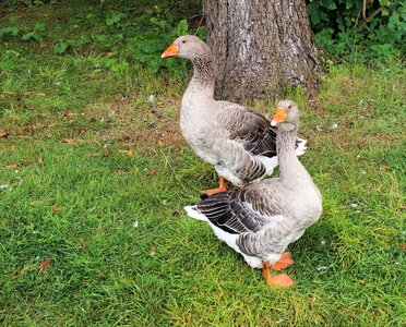 Livestock down guards