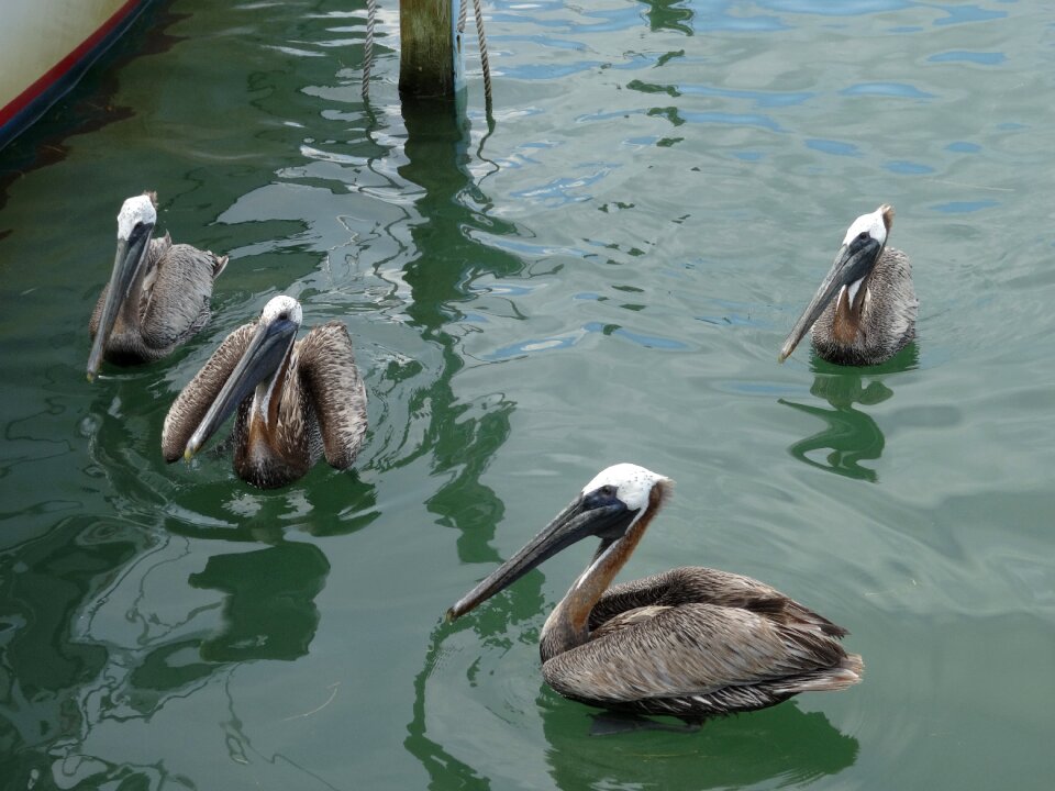 Ocean water bird