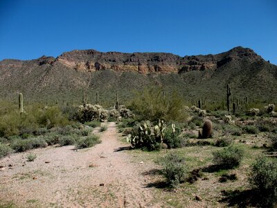 Landscape dry saguaro