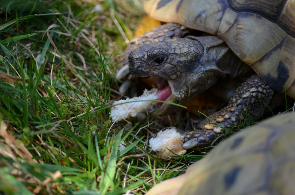 Panzer reptile feeding