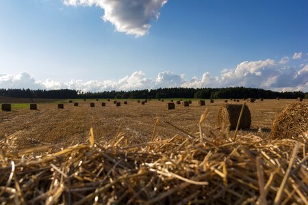 Straw field harvested