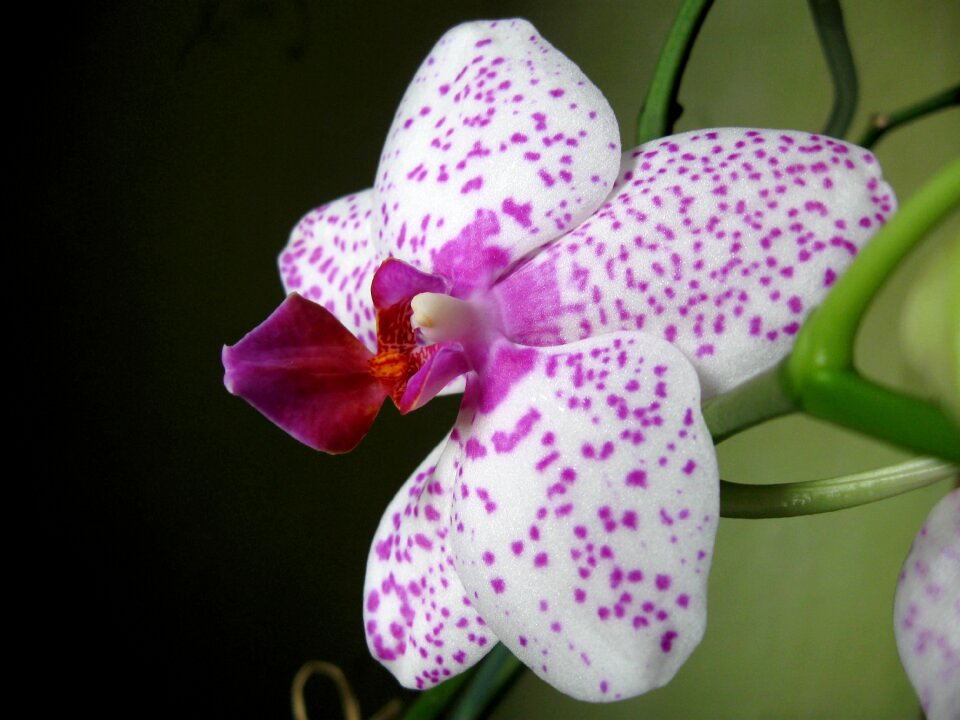 Closeup oriental flower blooming