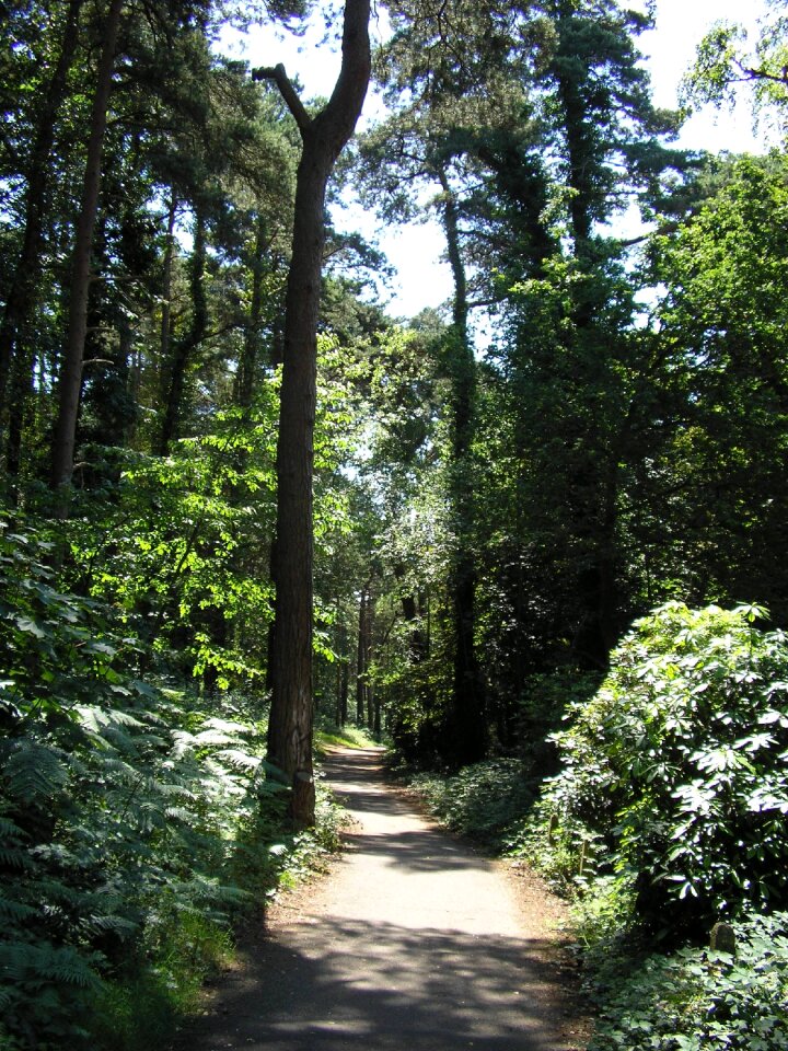 Landscape path woods