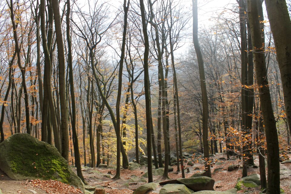 Nature autumn forest landscape