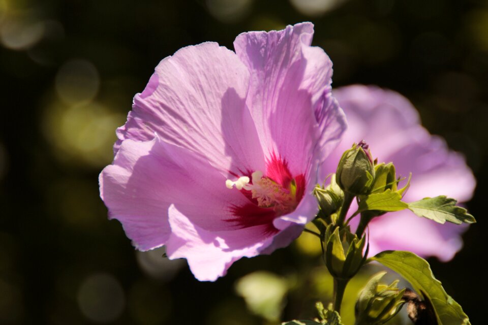 Petals pistil hibiscus flower