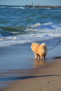 The baltic sea sea beach photo