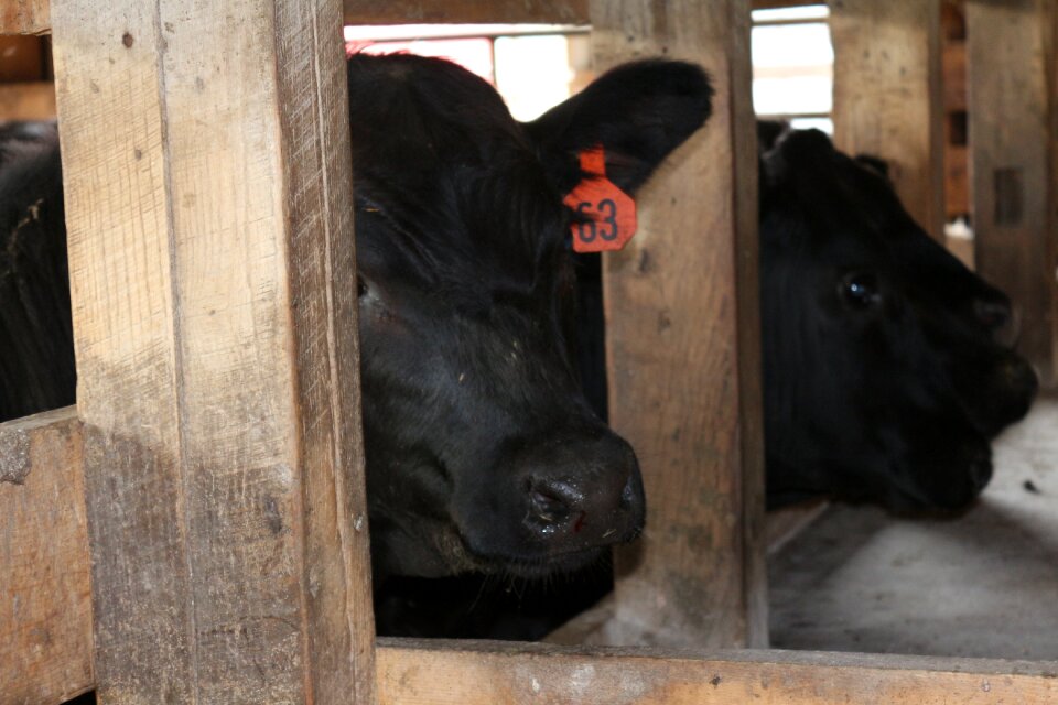 Milk beef agriculture